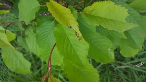 Erannis defoliaria