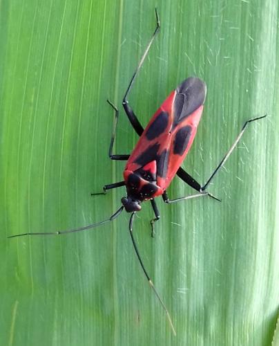 Réf. 204 374 : Calocoris nemoralis