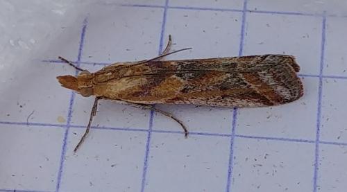 Ancylosis cinnamomella
