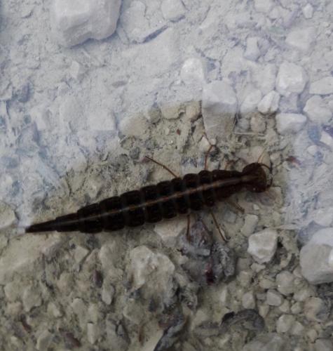 Dytiscus sp.