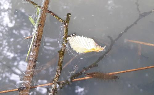 Réf. 204 441 : Hydrochara caraboides