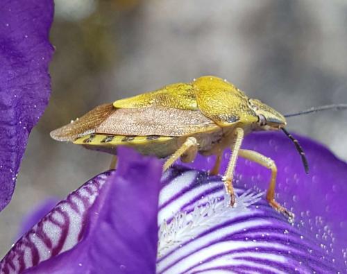 Carpocoris sp.
