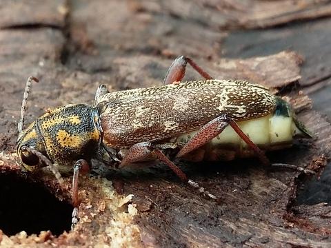 Réf. 204 790 : Xylotrechus rusticus