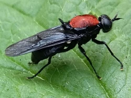 Clitellaria ephippium