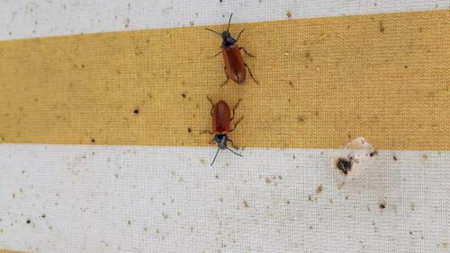 Omophlus sp.
