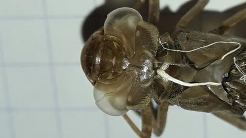 Aeshna isoceles