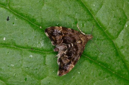 Réf. 204 021 : Anthophila fabriciana