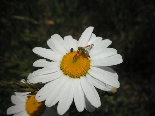 Réf. 204 811 : Orellia falcata