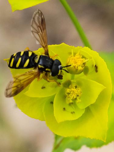 Chrysotoxum vernale