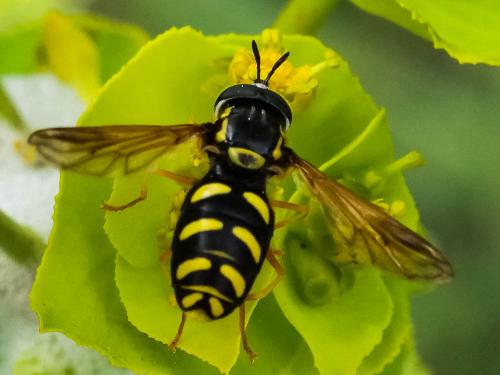 Chrysotoxum vernale