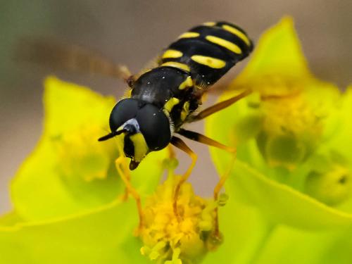Chrysotoxum vernale