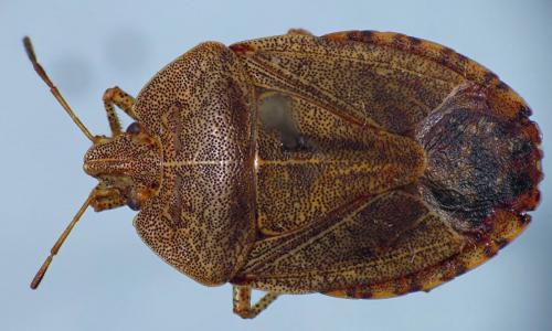 Menecles insertus