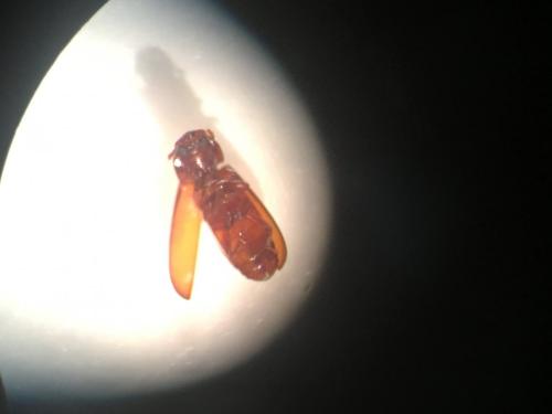 Tribolium sp.