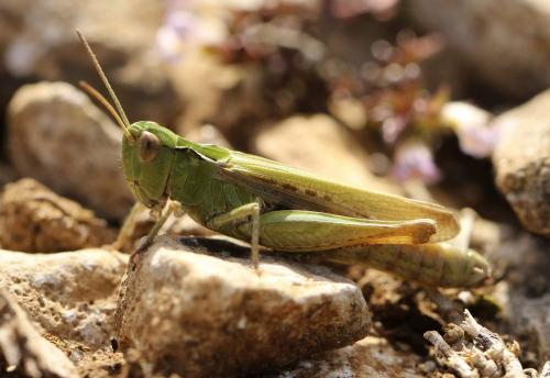 Réf. 204 613 : Chorthippus sp.