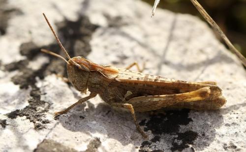 Chorthippus sp.