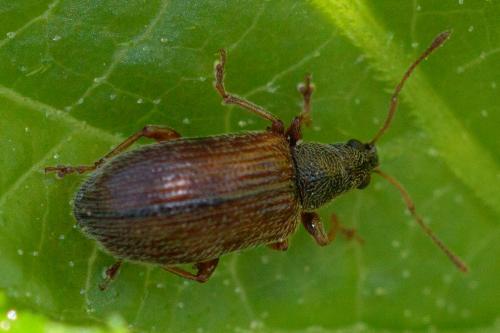 Réf. 204 822 : Phyllobius oblongus