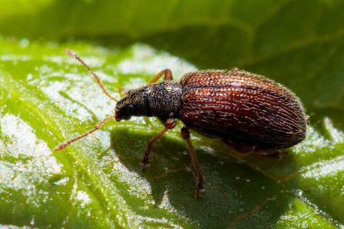 Réf. 204 820 : Phyllobius oblongus