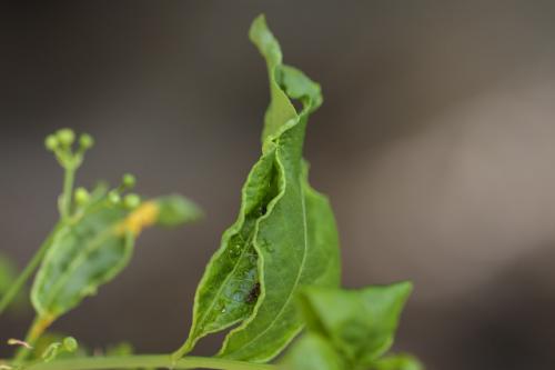 Aphis fabae evonymi