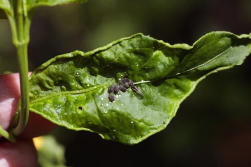 Aphis fabae evonymi