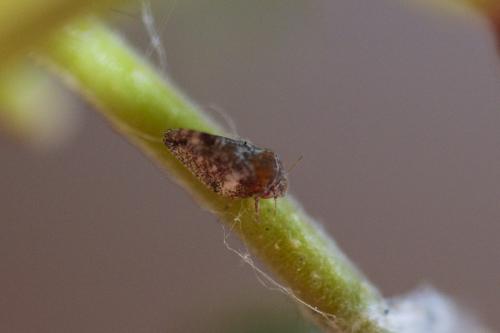Euphyllura phillyreae
