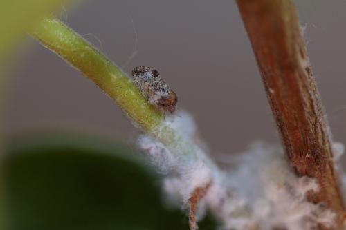 Euphyllura phillyreae