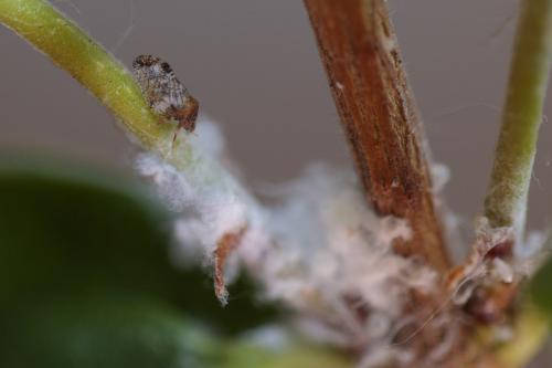 Euphyllura phillyreae