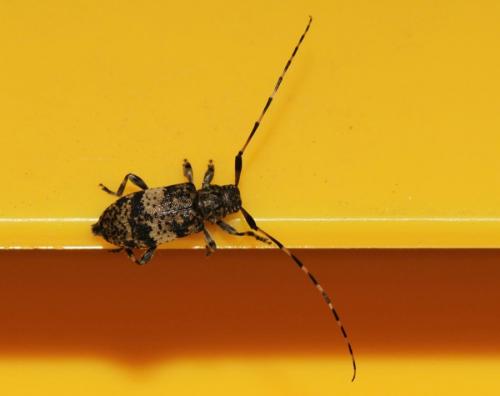 Réf. 204 455 : Leiopus sp.