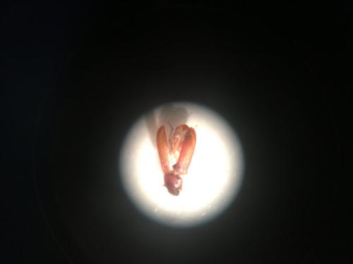 Tribolium sp.
