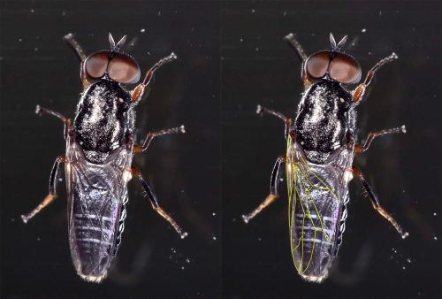 Scenopinus fenestralis