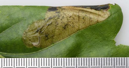 Dyseriocrania subpurpurella