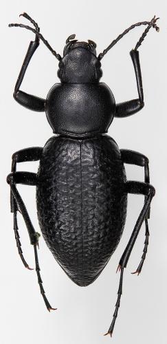 Réf. 204 051 : Tentyria tessulata