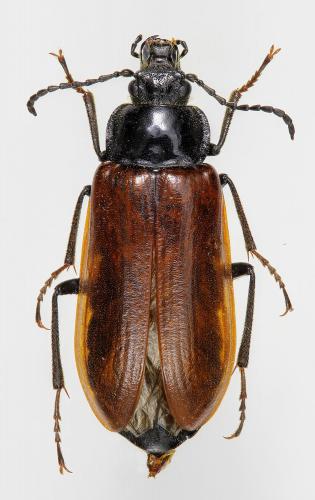 Omophlus dilatatus