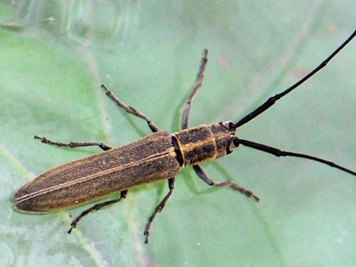 Réf. 204 897 : Calamobius filum