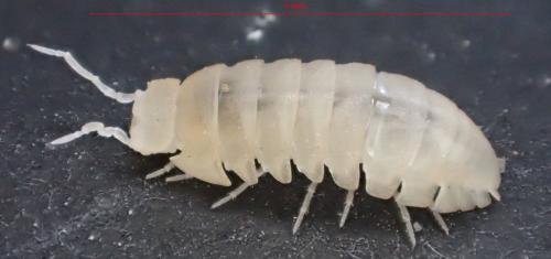 Réf. 204 650 : Alloschizidium pruvoti
