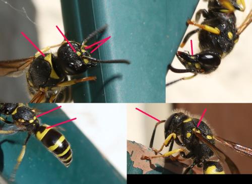 Ancistrocerus dusmetiolus