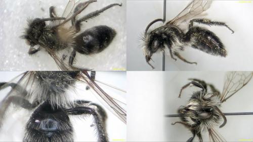 Andrena cineraria