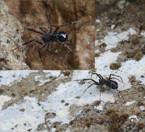Liophrurillus flavitarsis
