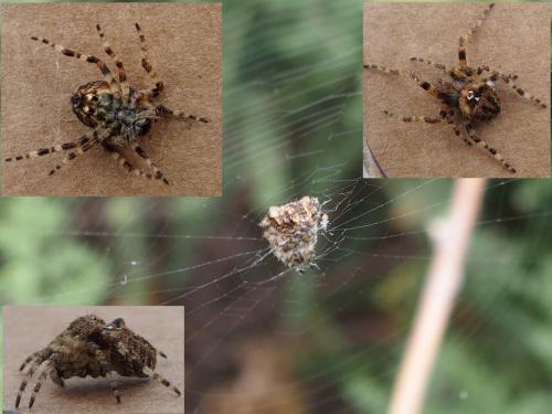 Araneus angulatus
