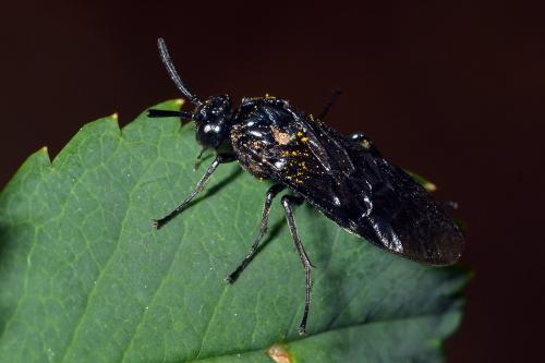Arge nigripes