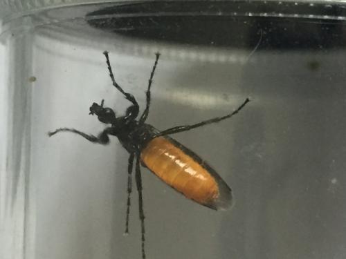 Réf. 204 290 : Bibio hortulanus