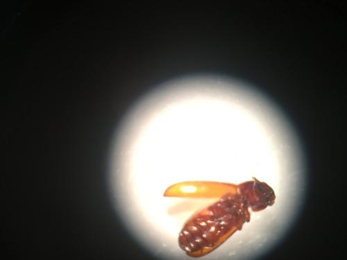 Tribolium sp.