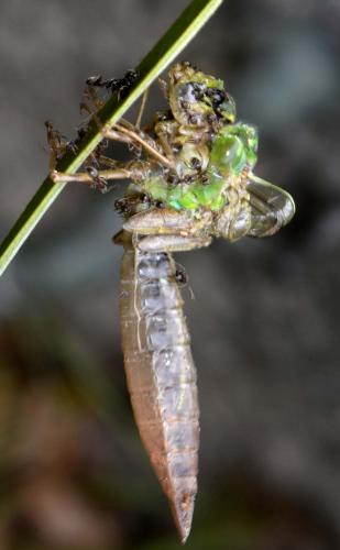 Réf. 204 275 : Anax imperator