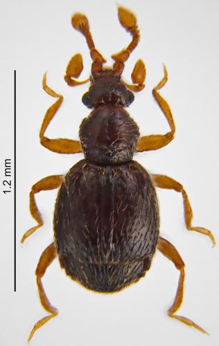 Bythinus burrellii