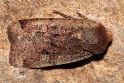 Réf. 204 844 : Conistra erythrocephala