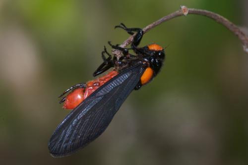 Huechys sanguinea