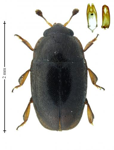 Lamiogethes haemorrhoidalis