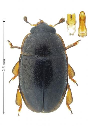 Lamiogethes kunzei
