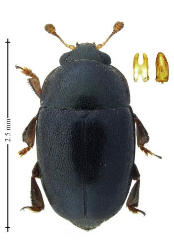 Boragogethes symphyti