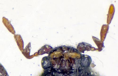 Réf. 204 823 : Caenocara affine