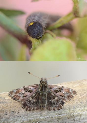 Carcharodus alceae